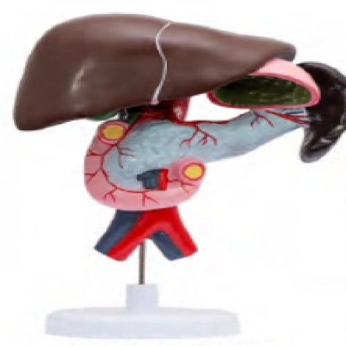 十二指腸、胰、脾、膽解剖模型