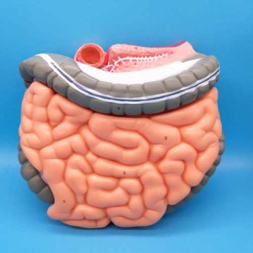 結(jié)腸空、回腸解剖模型（大腸解剖模型）